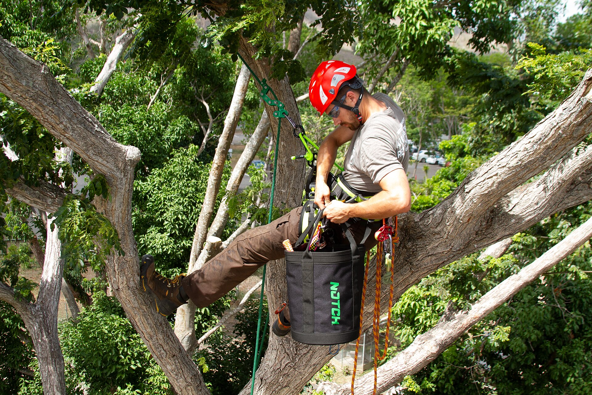 Professional arborist preparing equipment in a mature tree